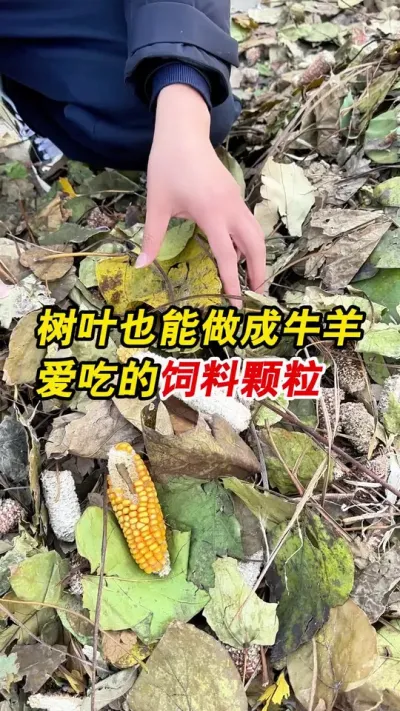 树叶做饲料颗粒 400型升级款饲料颗粒机大片树叶和玉米芯也可直接做饲料颗粒，一起欣赏一下吧。#颗粒机 #饲料颗粒机 #养殖