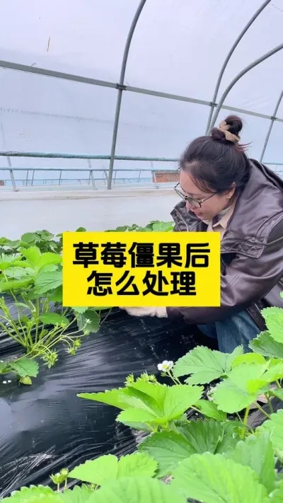 草莓膨果后，不能正常膨大，那么大概率就是僵果了！#启明大师姐 #草莓种植管理技术和方法 #农业种植 #病虫害防治 #草莓种植