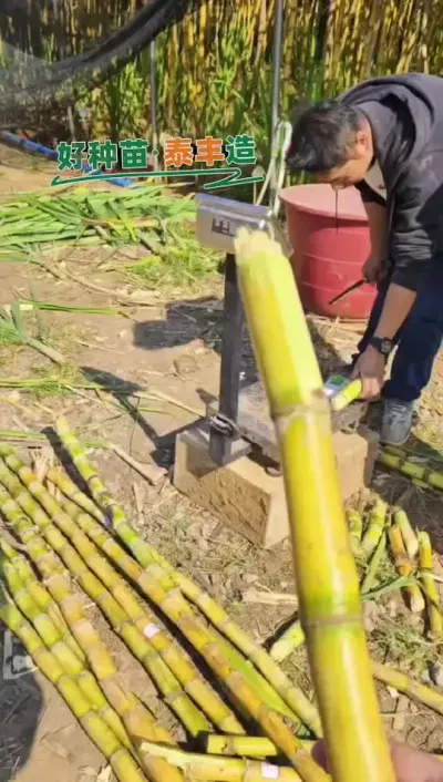 好品种，离不开泰丰人的努力。#黄金甘蔗 #甘蔗 #种植 #农业种植 #三农