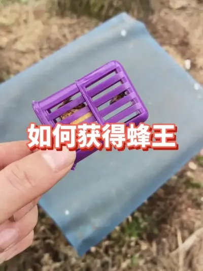 用不完的蜂王 #蜂王 #蜜蜂养殖 #三农 #蜜蜂