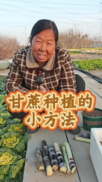 甘蔗的种植方法 甘蔗简单的种植方法#甘蔗种植 #甘蔗 #生菜杨姐 #种植小技巧 #自己动手丰衣足食 @DOU+小助手