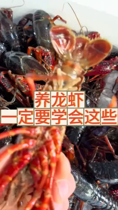 养龙虾一定要学会这些 #三农 #农业 #渔德盛 #小龙虾 #2025新农人计划