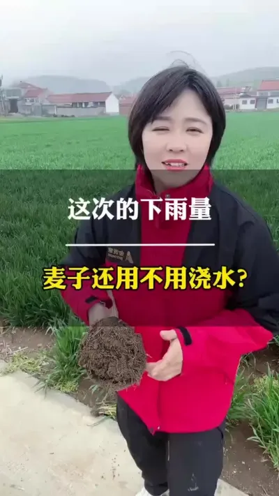 这次雨后，麦子还用不用浇水？ #我的乡村生活 #小麦 #田间地头走一走