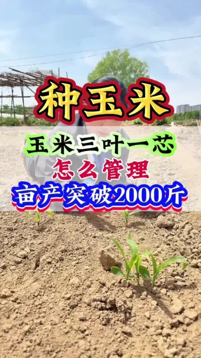 玉米三叶一芯怎么管理，亩产突破2000斤#玉米#玉米管理#玉米高产#玉米种植#种玉米