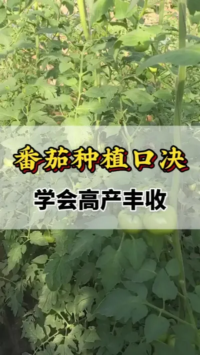 番茄种植口诀，学会高产丰收#番茄种植方法及管理技术 #西红柿种植技术与管理法 #服务三农支持三农 #番茄种植技术 #西红柿种植技术