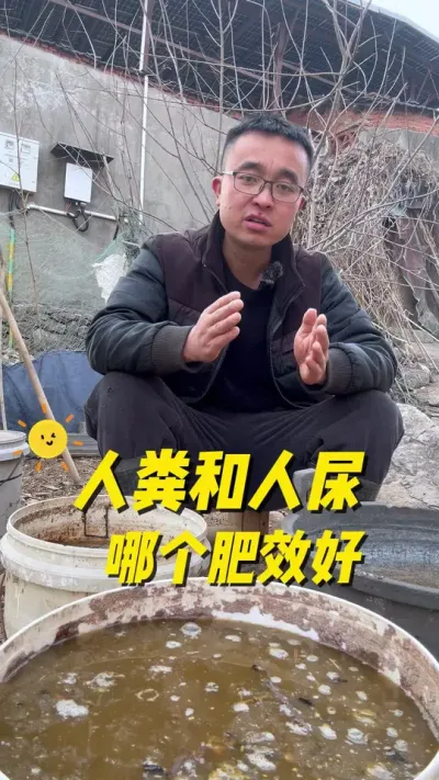 人粪和人尿哪个肥效好？人粪和人尿肥效有什么区别？#种植小技巧 #关注我一起学种菜 #我的小菜园 #一份耕耘一份收获 #我爱种菜