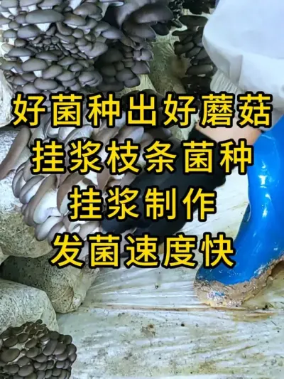 平菇挂浆枝条菌种，挂浆制作，营养更丰富，发菌速度快，快来试试吧#平菇菌种 #平菇种植 #食用菌栽培种 #栽培种