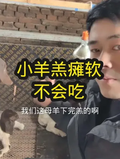 #养羊 #农村养羊 #养羊技术 #羔羊瘫软