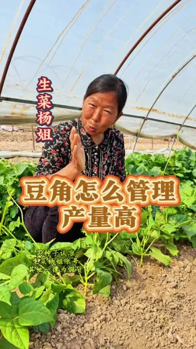 豆角怎么管理产量高 豆角怎么管理产量高#豆角种植 #豆角高产技术 #生菜杨姐 #种植小技巧 #蔬菜种植 @DOU+小助手