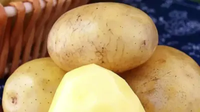 土豆的超高产种植管理技术#土豆长出了小嫩芽能吃吗 #土豆种植技巧和方法 #土豆高产种植 #土豆的种植方法和过程 #土豆种植