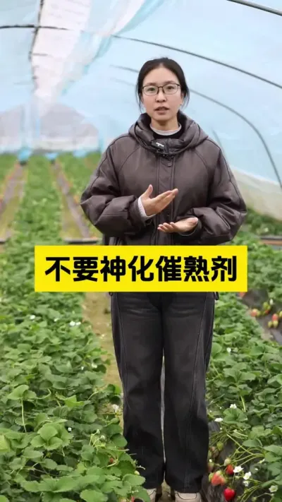 不要神话催熟剂，草莓比你想象的更健康！#启明大师姐 #草莓种植管理技术和方法 #农业种植 #农业技术推广 #草莓种植