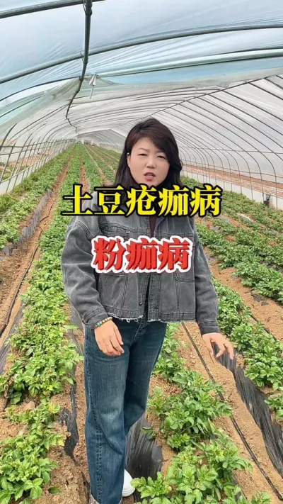 怎么提前预防土豆的疮痂病和粉痂病#土豆高产种植 #马铃薯 #种植小技巧