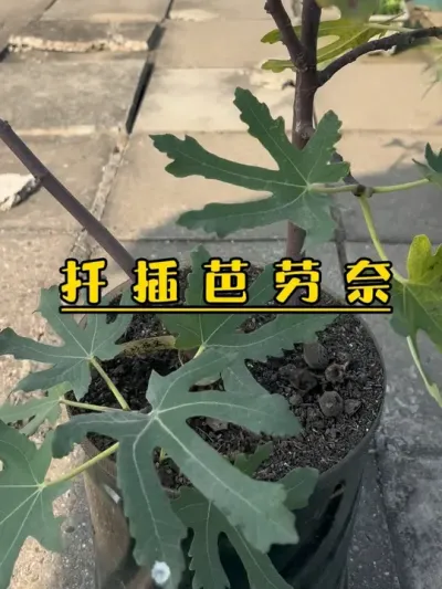 修剪去年种植的芭劳奈无花果，枝条拿来扦插。明年希望有更多的芭劳奈果子吃，毕竟华南推荐种植的大果品种它可是首选！#记录我的种植生活 #无花果生长过程 #盆栽无花果 #芭劳奈无花果 #无花果扦插
