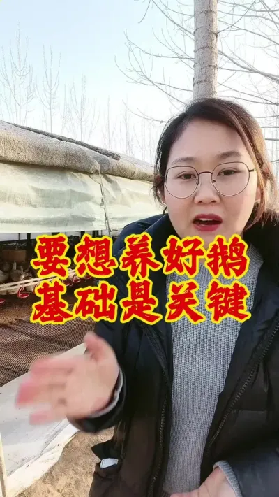 要想养好鹅，基础是关键#养鹅技术分享 #养鹅 #科学养鹅 #鹅 #养鹅人