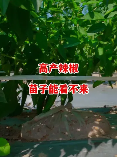 辣椒是否能实现高产通过苗子就能看出来#辣椒种植 #辣椒 #小米辣 #线椒 #来抖音学农技