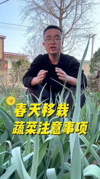 春天怎么移栽蔬菜，存活率高，生长快？春天移栽蔬菜注意事项有哪些？#每天分享蔬菜种植技巧 #阳台种菜 #关注我一起学种菜 #种菜小技巧 #田间地头就是我的舞台