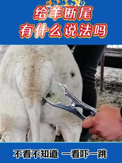 给羊断尾有什么说法吗？ #养羊人 #养羊技术 #养羊经验 #养殖技术