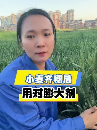 小麦齐穗后高产技巧 #小麦齐穗 #小麦高产技术 #小麦膨大剂 #膨大剂 #今日三农爆款