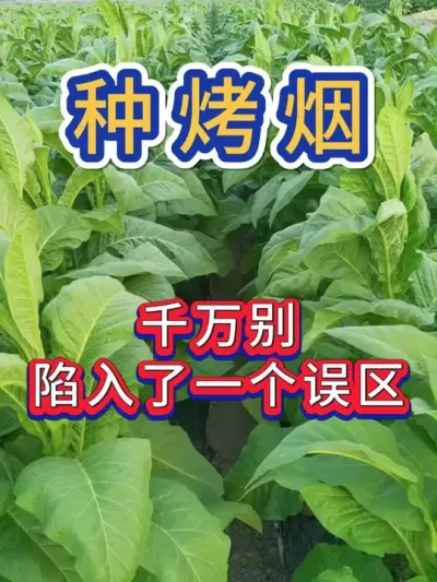 种烤烟，千万别陷入的误区 #烤烟种植技术与管理 #烤烟种植 #烤烟 #烟草种植