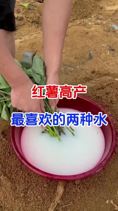 红薯高产最喜欢的两种水#红薯种植#红薯移栽#红薯蘸根#红薯高产