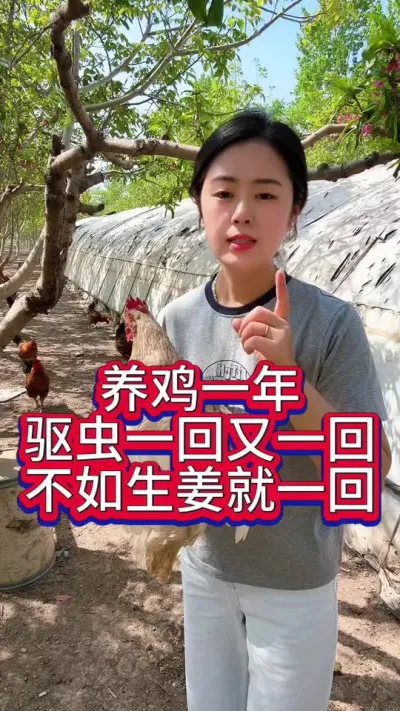 养鸡一年驱虫一回又一回不如生姜就一回 #服务三农支持三农 #养鸡人 #科学养鸡 #养鸡妙招 #抖音养鸡人