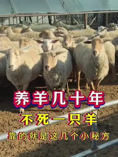 养羊几十年，不死一只羊，靠的就是这几个小秘方#养羊#科学养羊 #养羊 #科学养羊 #新手养羊 #牛羊养殖