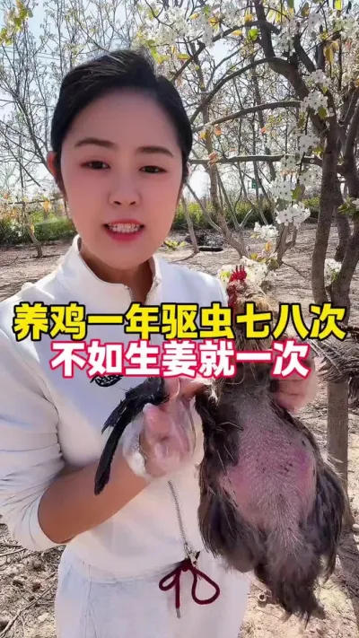 一年驱虫七八回不如生姜就一回 #养鸡#养鸡妙招#科学养鸡#鸡病防治#鸡驱虫