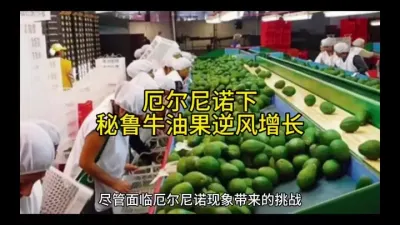 厄尔尼诺下，秘鲁牛油果逆风增长#优质水果 @云食界展贸服务平台