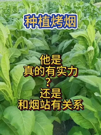 烤烟移栽后用什么，一亩顶三亩 #烤烟种植技术与管理 #烤烟种植 #烟草种植 #烤烟 #农业种植