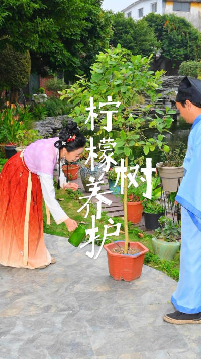 柠檬树养护柠檬树想要养得好，要记住它的小癖好！
#养花小知识[话题]# #我的生活不能没有植物[话题]# #和植物一起生活[话题]# #柠檬树[话题]# #柠檬树养护[话题]# #原创视频[话题]# 