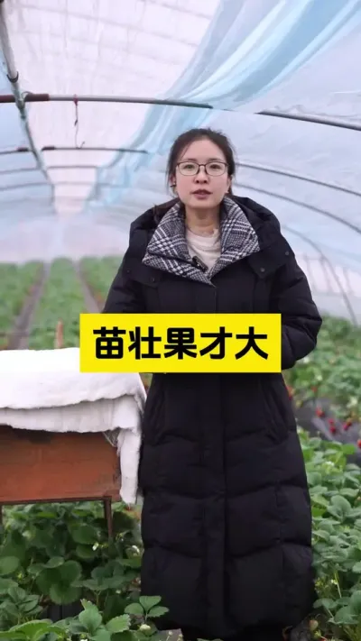 草莓苗子壮是关键！#启明大师姐 #草莓种植管理技术和方法 #农业种植 #农业技术推广 #草莓种植