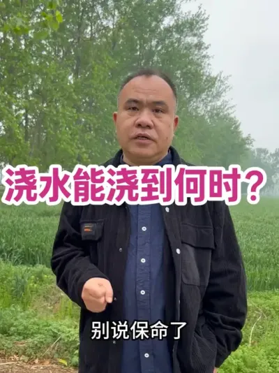 浇水能浇到何时？ 水分持续不足，进入 5 月，减产成定局，小麦根系衰退了，再浇水意义不大了，也就不需要浇水了！#农业种植技术