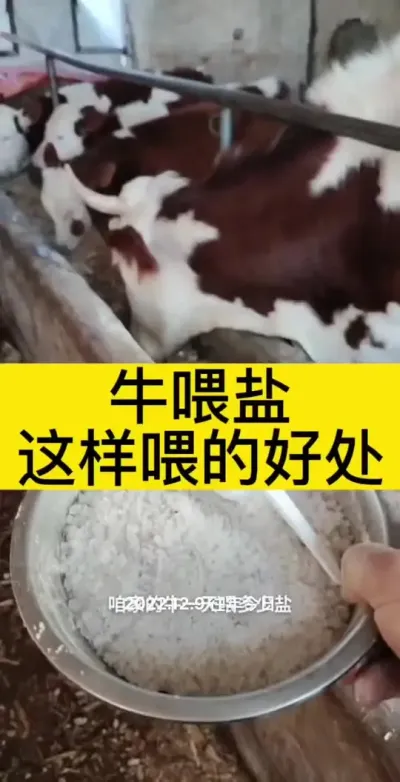 牛喂盐，一天吃多少#全国养牛人 #肉牛养殖 #养殖户 #西门塔尔母牛 #西门塔尔