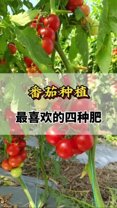 番茄种植，最喜欢的四种肥#番茄种植方法及管理技术 #番茄施肥 #西红柿种植技术与管理法 #番茄种植技术 #西红柿种植技术