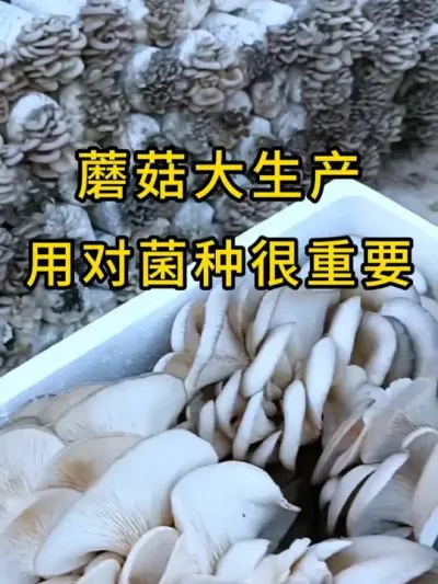 平菇种植，棉壳菌种，每道工序认真对待，菌丝健壮有活力，全国发货#平菇种植 #平菇菌种 #食用菌栽培种 #栽培种