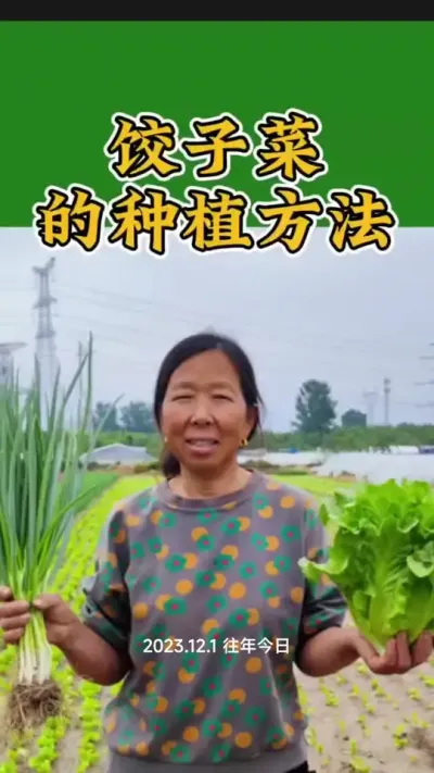 冬季饺子菜的种植方法#杨姐饺子菜 #跟着杨姐学种菜 #生菜杨姐 #种植小技巧 @DOU+小助手