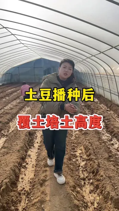 土豆播种后覆土培土的高度#土豆 #土豆高产种植 @抖音小助手