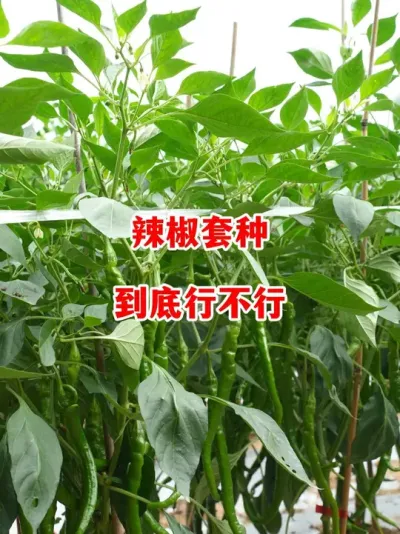 辣椒套种到底可不可行，要认真看完#辣椒种植 #辣椒 #小米辣 #线椒 #来抖音学农技