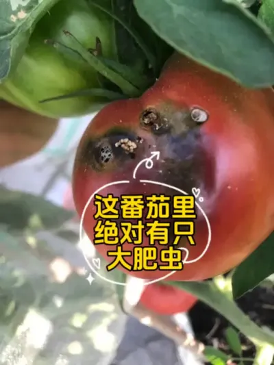 大肥虫~你居然敢吃我的天命番茄，那你就陪命给我吧！ #盆栽种植 #盆栽番茄 #阿巴坎玫瑰 #番茄虫害