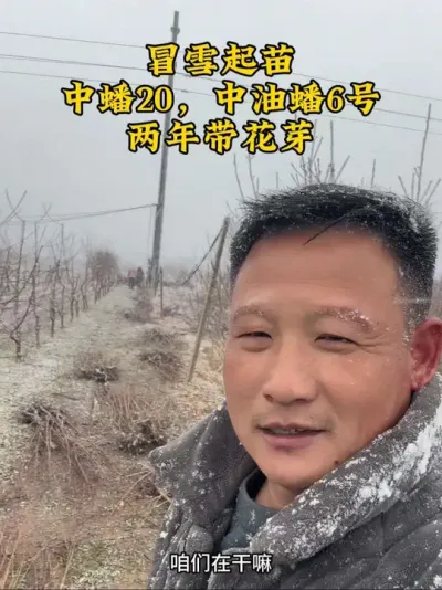 #支持三农扶持三农发展 #抖音助农 #关注我每天为你分享更多农业知识 #分享农业知识帮农民增产增收 #桃新品种 @抖音小助手 @抖音热点 @抖音创作者中心