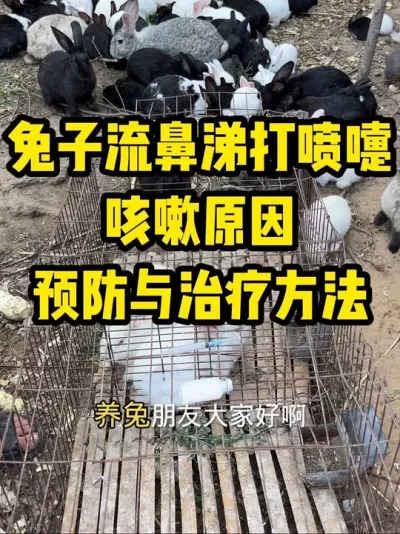 兔子流鼻涕打喷嚏治疗与预防 #养兔三分靠管理七分靠技术 #每天分享养殖技术和经验 #养兔技术  #养兔子注意事项 #兔子流鼻涕