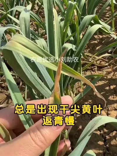 大蒜现在怎么管理 #农村生活 #大蒜 #农资肥料