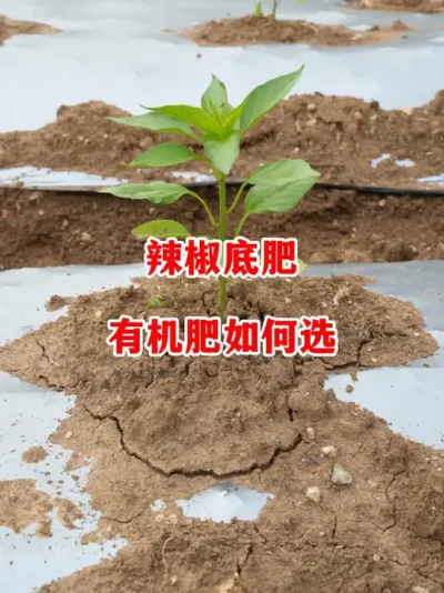 辣椒种植底肥应该使用什么样的有机肥#辣椒种植 #辣椒 #小米辣 #线椒 #来抖音学农技
