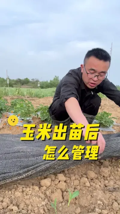 玉米出苗后怎么管理，才能生长旺盛？结穗早？#关注我一起学种菜 #种植小技巧 #学种菜 #我的小菜园 #一分耕耘一分收获