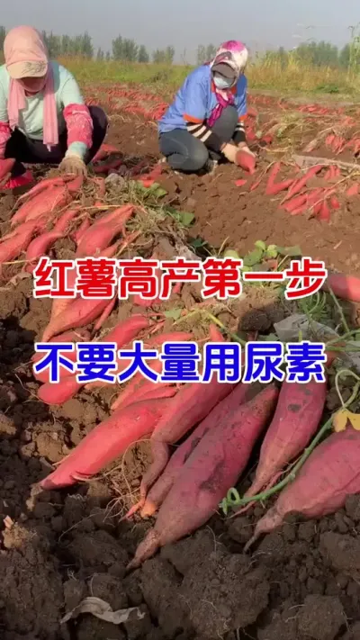 红薯高产第一步，不要大量用尿素#红薯种植#红薯施肥#红薯重茬#红薯高产
