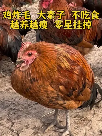 鸡炸毛缩脖不吃食越养越瘦经常挂掉 #鸡鸭鹅养殖 #养殖小妙招 #科学养鸡 #服务三农支持三农 #鸡鸭鹅