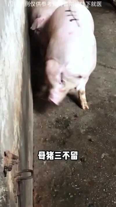 母猪三不留，你记住了吗#养猪技术 #养猪#母猪饲养管理