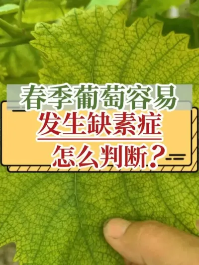 春季葡萄容易发生缺素症，怎么判断？ #葡萄 #缺素 #新农人计划2025 #支持三农扶持三农发展 #农业