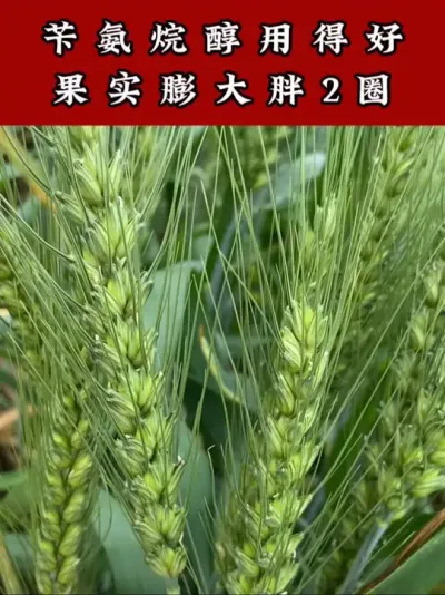 苄氨烷醇用在小麦上籽粒饱满果实大增加细胞分裂 #小麦种植 #小麦种植管理技术 #苄氨烷醇 #小麦高产技术 #小麦增产