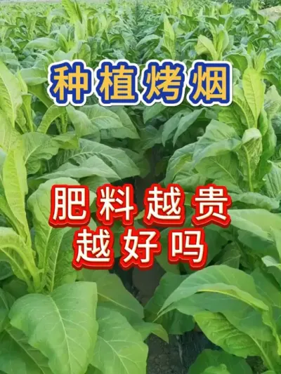 种植烤烟肥料越贵越好吗 种植烤烟肥料越贵越好吗？磷酸二氢钾具体使用方法#烤烟 #烤烟种植技术与管理  #传播农业小知识 #烤烟种植 #肥料